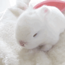 Discovery icon for 。 ♡ ノbunny . chat . vc . soft Discord server